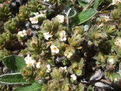 Pimelea sericeovillosa sericeovillosa