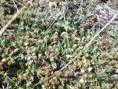 Pimelea sericeovillosa sericeovillosa