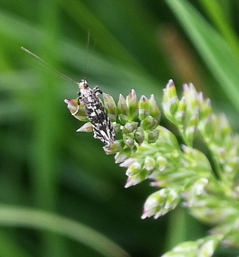 psotka tmavá (Parornix tenella)