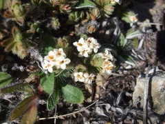 Pimelea sericeovillosa sericeovillosa