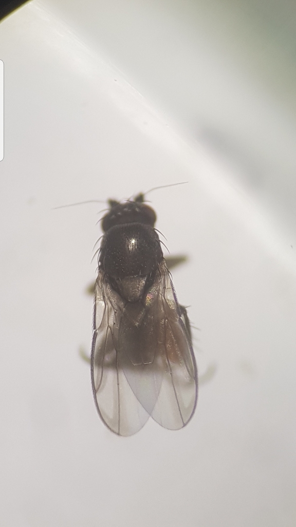 Limosina palmata