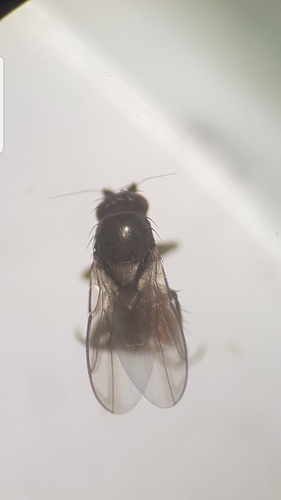 Limosina palmata