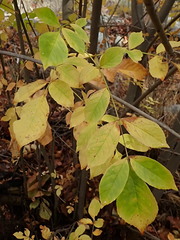Fraxinus dipetala