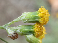 Senecio angustifolius