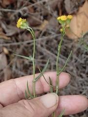 Senecio angustifolius