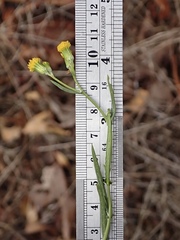 Senecio angustifolius