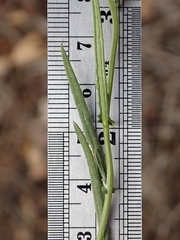 Senecio angustifolius