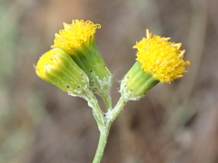 Senecio angustifolius