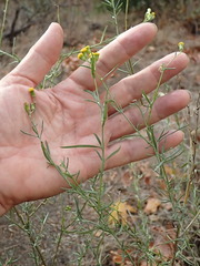 Senecio angustifolius