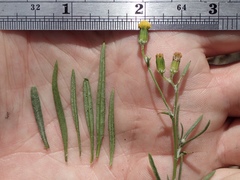 Senecio angustifolius