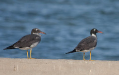 Ichthyaetus leucophthalmus