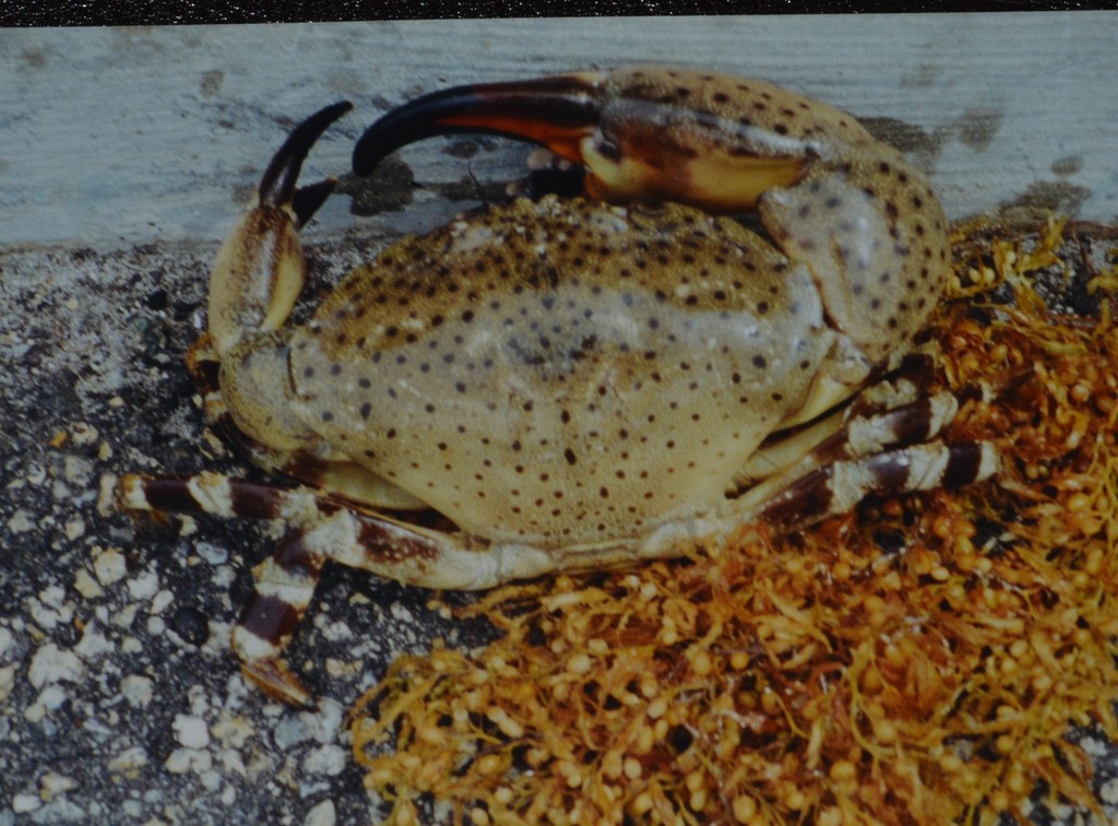 Stone Crabs
