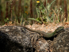 Podarcis siculus siculus