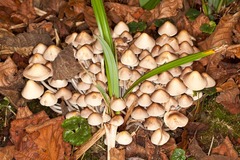 Britzelmayria multipedata