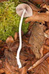 Britzelmayria multipedata