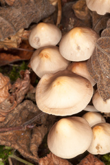 Britzelmayria multipedata