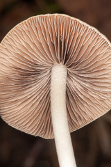 Britzelmayria multipedata