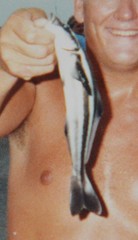 Rachycentron canadum