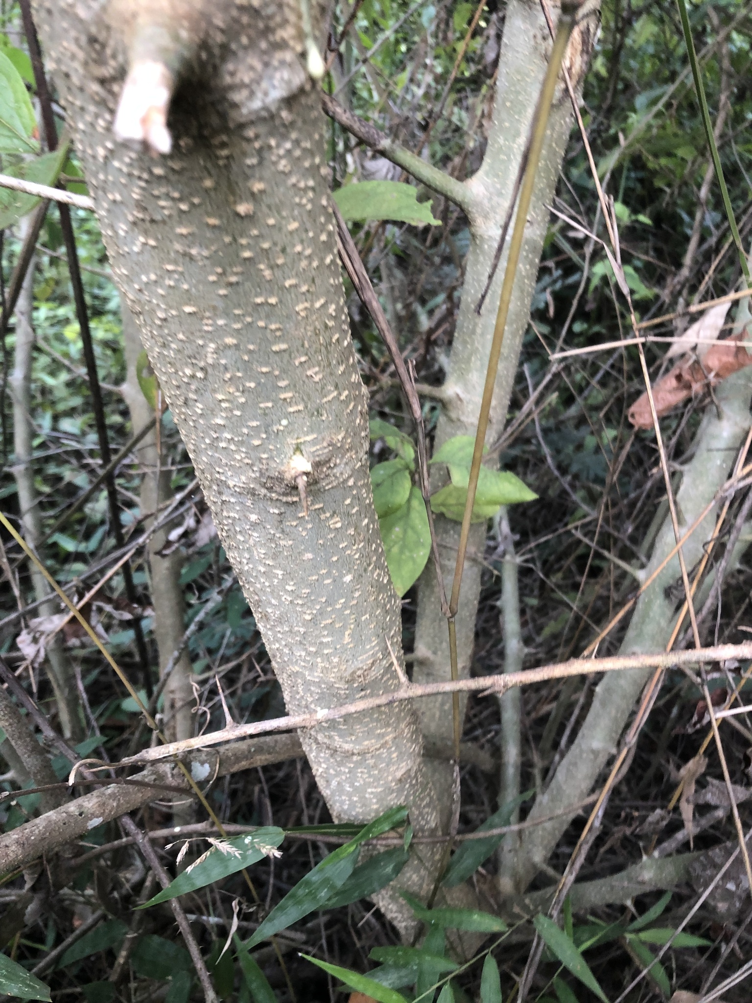 Maclura tinctoria