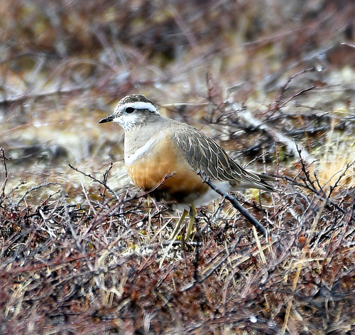 Chorlito carambolo (Charadrius morinellus)