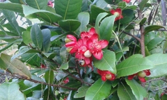 Ochna thomasiana