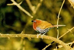 Hypargos niveoguttatus