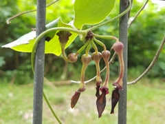 Aristolochia pothieri
