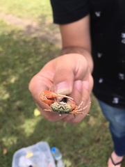 Leptuca uruguayensis