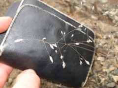 Poa lindsayi