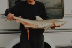 Carcharhinus acronotus