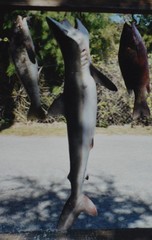 Carcharhinus falciformis