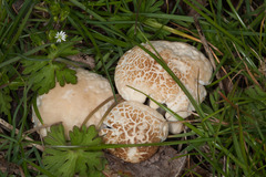 Agrocybe molesta