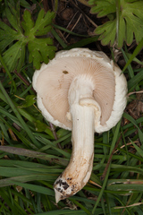 Agrocybe molesta