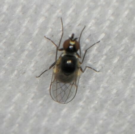 Mythicomyia observed 2023-05-27