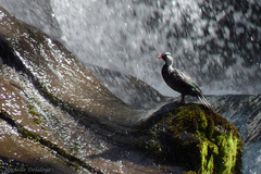 Merganetta armata armata