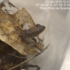 Leptodactylus mystaceus