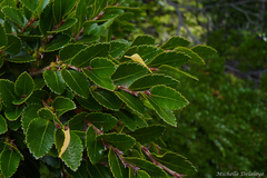 Nothofagus betuloides
