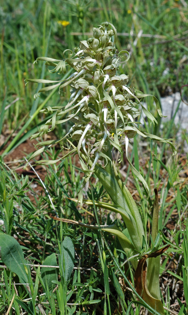 Lizard Orchid