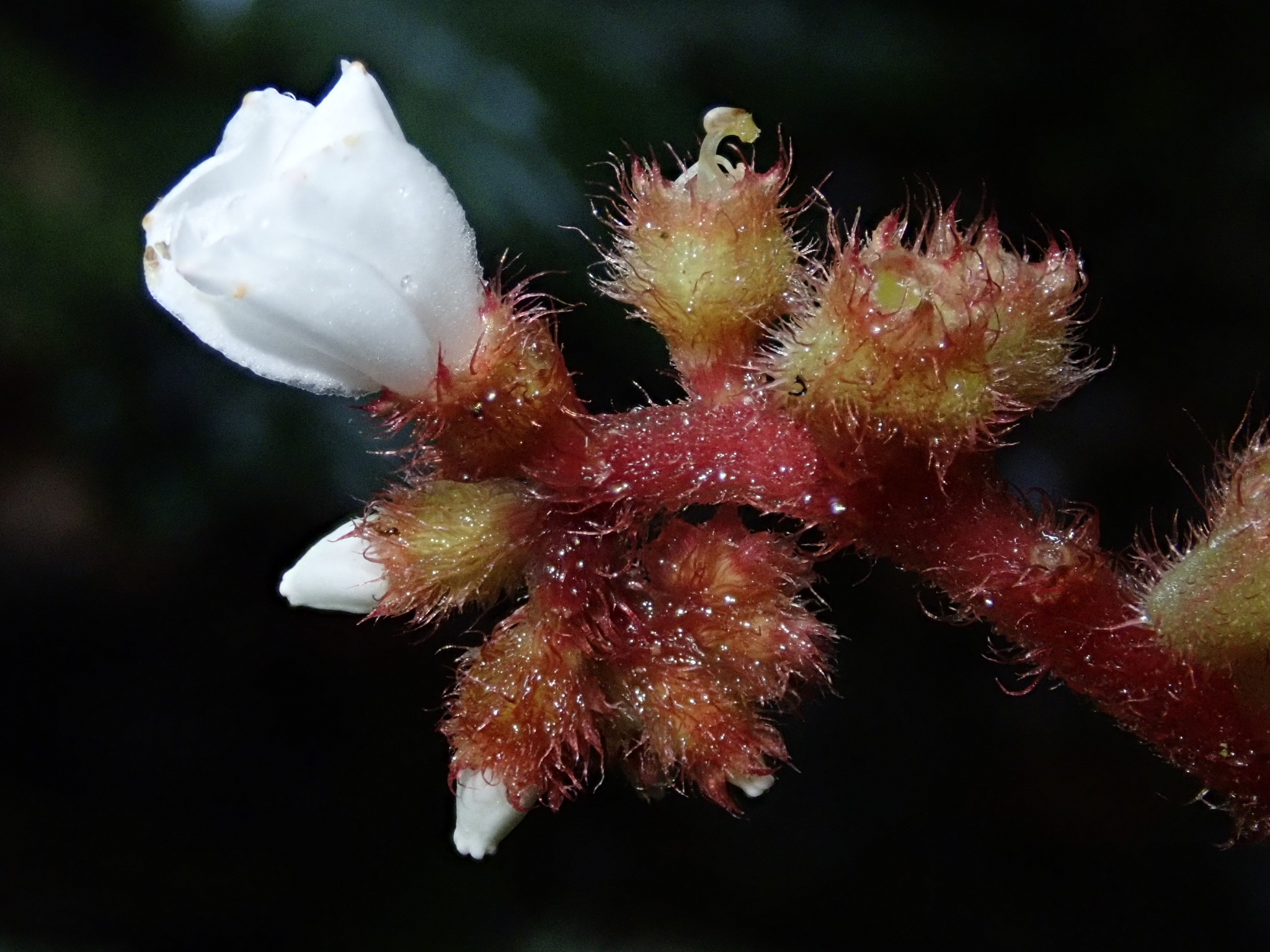 Triolena amazonica