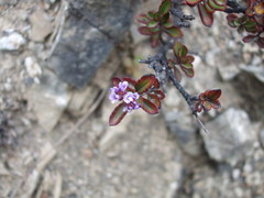 Veronica scrupea