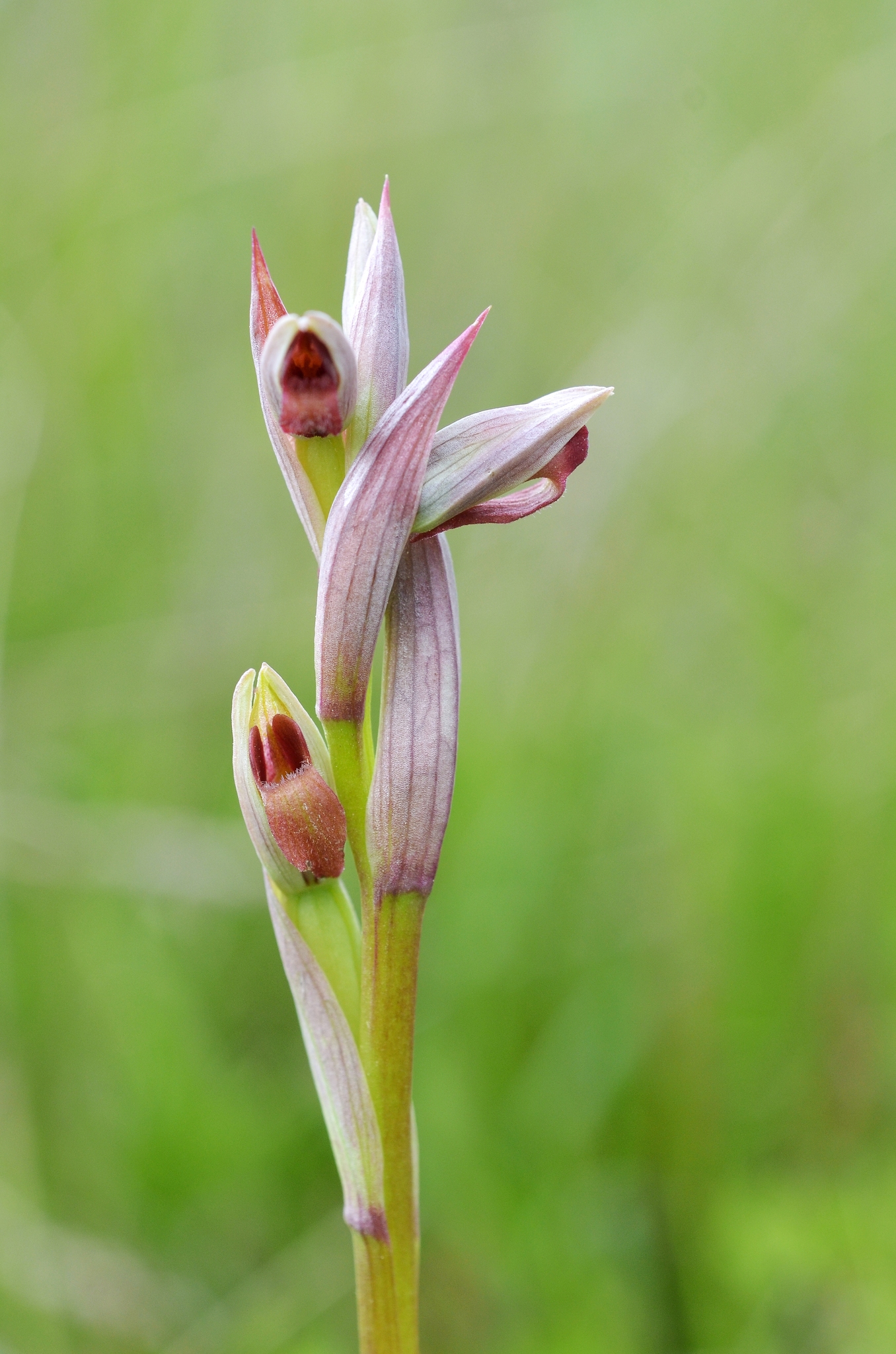 Serapias