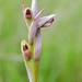 Lesser Tongue-Orchid - Photo (c) Gilles San Martin, some rights reserved (CC BY-SA)