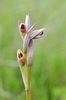 Tongue Orchid - Photo (c) Gilles San Martin, some rights reserved (CC BY-SA)