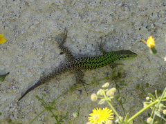 Podarcis siculus siculus