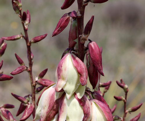 Yucca campestris
