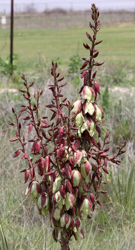 Yucca campestris