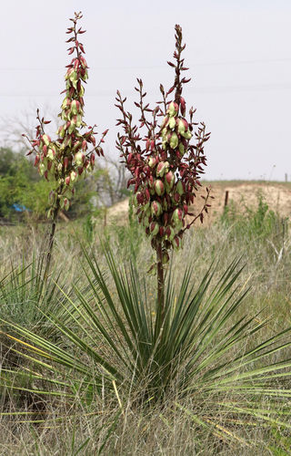 Yucca campestris