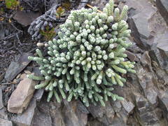 Helichrysum coralloides