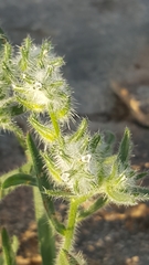 Cryptantha decipiens