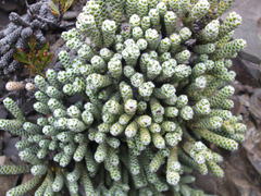 Helichrysum coralloides
